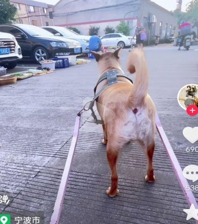 过度爱犬：情感依赖与心理投射