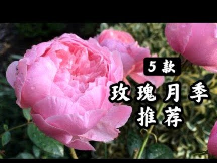 花呗怎么提现花呗