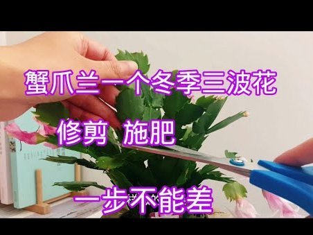 怎么快速套花呗的钱