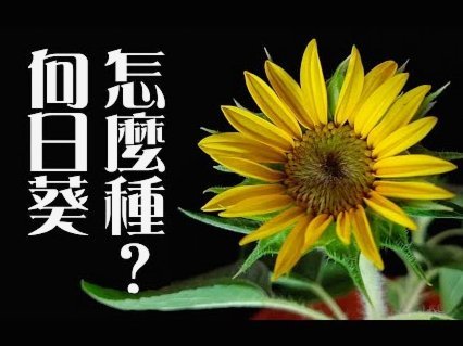 怎么快速套花呗的钱