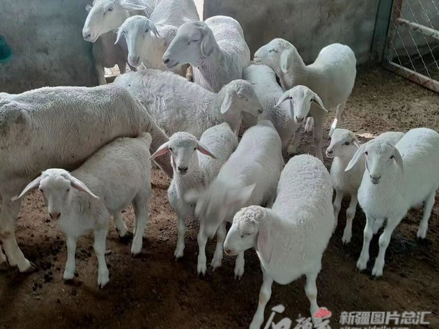 羊小咩购物额度2021年怎么套