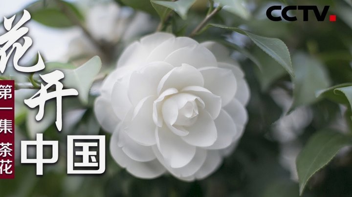 花呗什么是套现行为