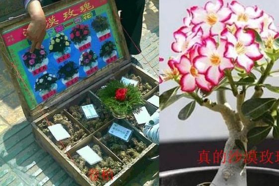 拿去花能取现吗 平台可靠吗