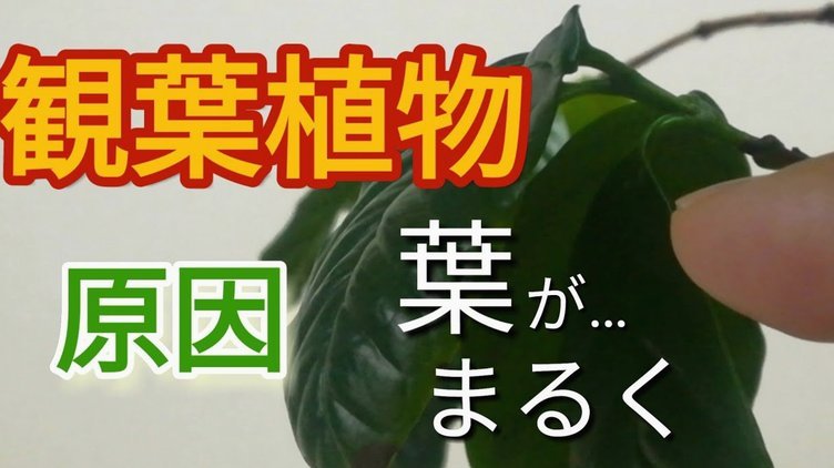 去哪儿拿去花用不了是什么原因