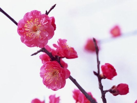 花呗怎样兑现