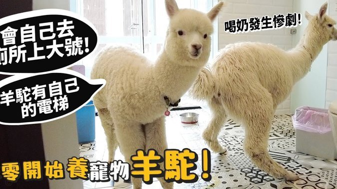 羊小咩100额度怎么套